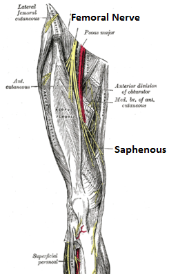 Adductor Canal / Saphenous « VAULT